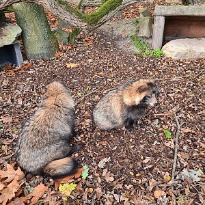 Raccoon dogs