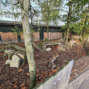 Raccoon dog enclosure