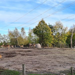 Asian elephant enclosure