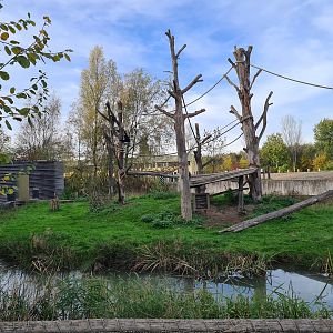 White-cheeked gibbon island