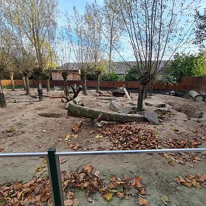 Crested porcupine and Banded mongoose enclosure
