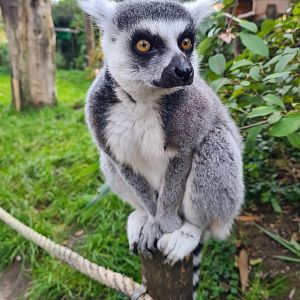 Ring-tailed lemur