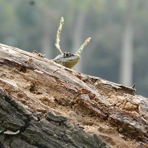 Lizard - Zoo São Paulo