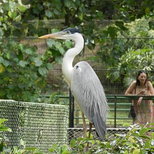Cocoi/moorish heron - Zoo São Paulo