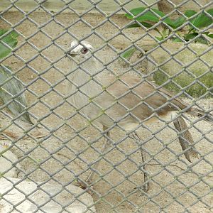 Black-legged seriema - Zoo São Paulo