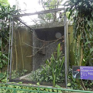 Lineated woodpecker exhibit - Zoo São Paulo