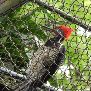 Lineated woodpecker - Zoo São Paulo
