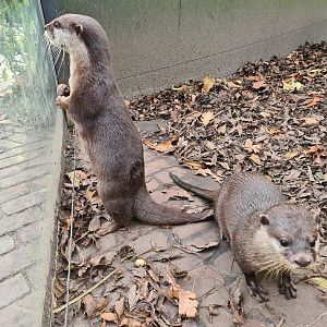 Asian small-clawed otters
