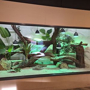 Green iguana enclosure in reptile house