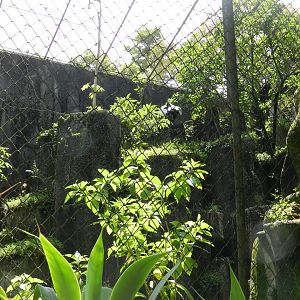 Andean condor aviary - Zoo São Paulo