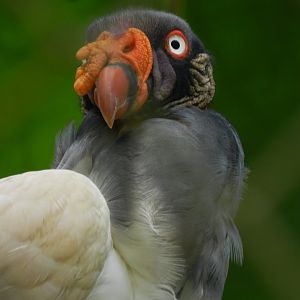 King vulture - Zoo São Paulo