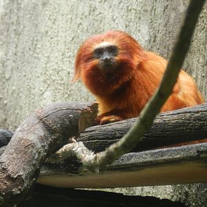 Golden lion tamarin - Zoo São Paulo