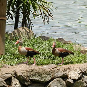 Black-bellied whistling ducks - Zoo São Paulo