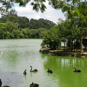General view of the main lake - Zoo São Paulo