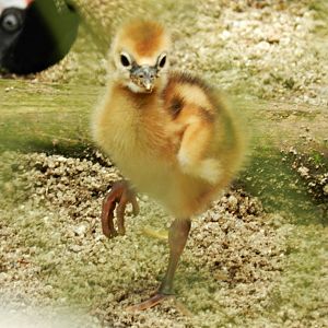 Baby gray crowned crane - Zoo São Paulo
