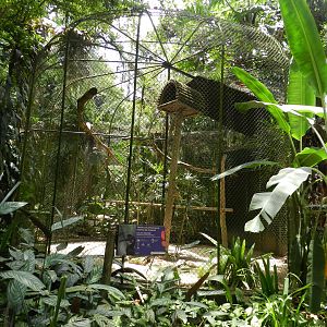 Abyssinian ground hornbill aviary - Zoo São Paulo