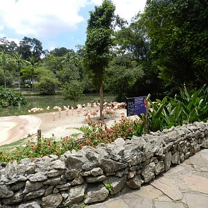 Chilean flamingo exhibit - Zoo São Paulo