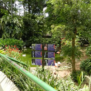 Waterfowl exhibit - Zoo São Paulo