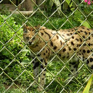 Serval - Zoo São Paulo