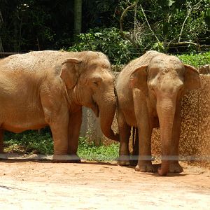 Asian elephants - Zoo São Paulo