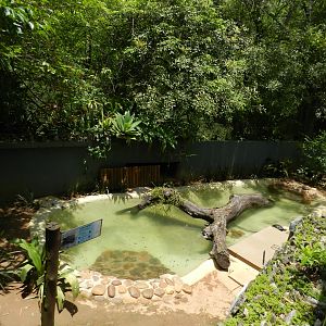 Mesoclemmys tuberculata exhibit - Zoo São Paulo