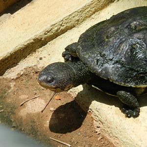 Mesoclemmys tuberculata - Zoo São Paulo