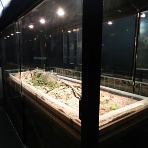 Ant exhibit - Zoo São Paulo