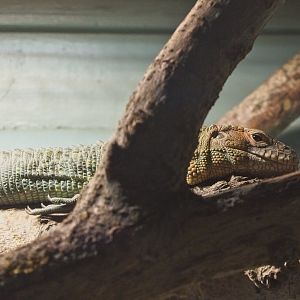 Caiman Lizard