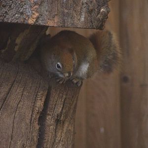 American Red Squirrel