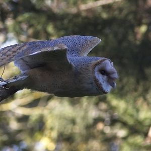 Barn Owl Display