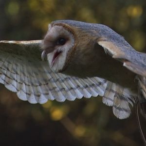 Barn Owl display