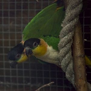 Black Headed Caique