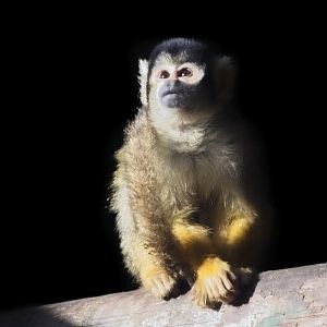 Squirrel Monkey
