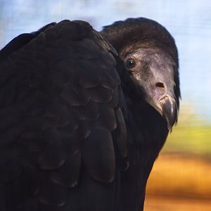 Turkey Vulture