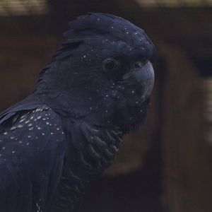 Red -tailed Black Cockatoo