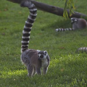 Ringtailed Lemur