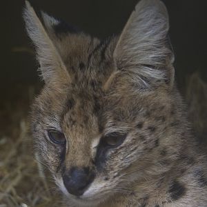 Serval