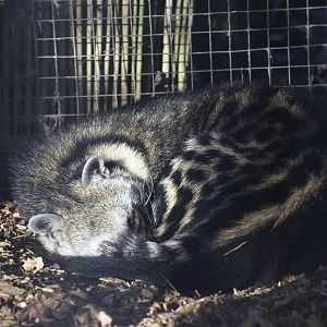 African Civet