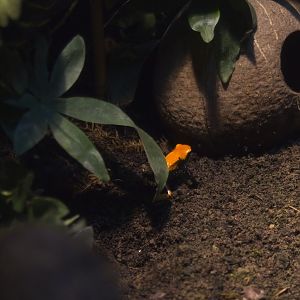 Splashback Dart Frog