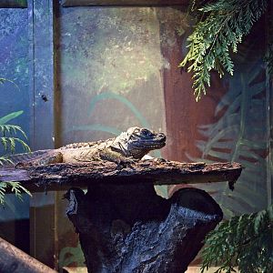 Sailfin Lizard