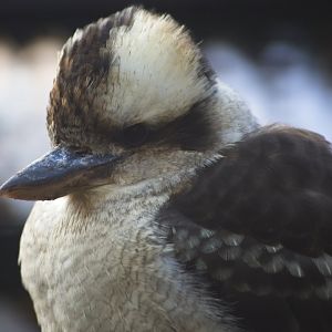Kookaburra