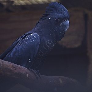 Red tailed Black Cockatoo