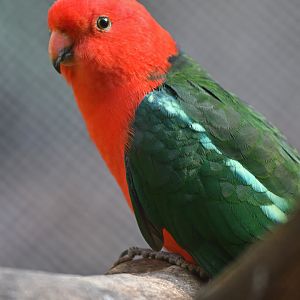 Australian King-Parrot Alisterus scapularis