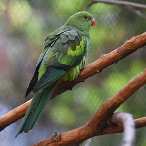 Red-winged Parrot Aprosmictus erythropterus