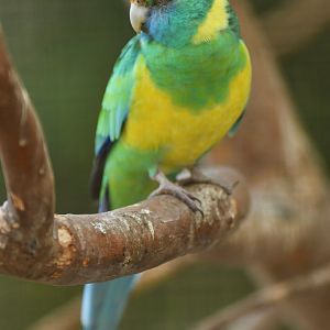 Port Lincoln Ringneck Barnardius zonarius