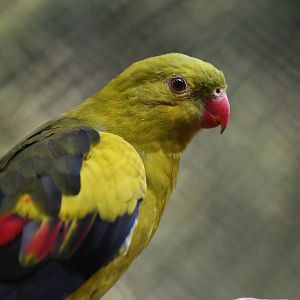 Regent Parrot Polytelis anthopeplus