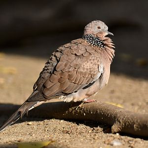 Spotted Dove Spilopelia chinensis