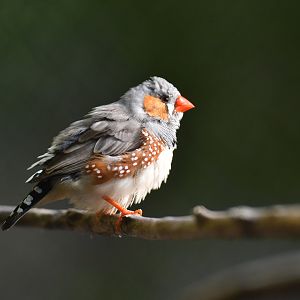 Zebra Finch Taeniopygia guttata