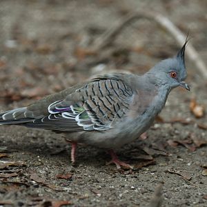 Crested Pigeon Ocyphaps lophotes