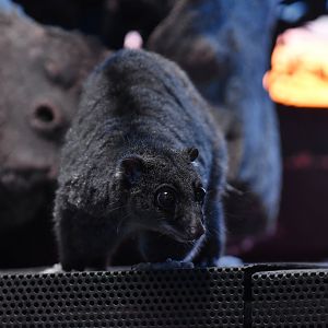 Ground cuscus (Phalanger gymnotis)